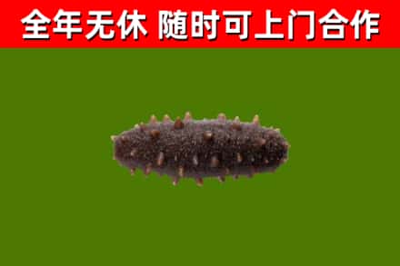 高邮市回收海参干
